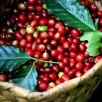 CÀ PHÊ HẠT ARABICA HIỆN ĐẠI (vị chua nhẹ, thơm, ít caffein không bị say cà phê)